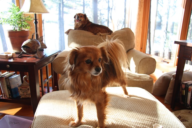 Dogs